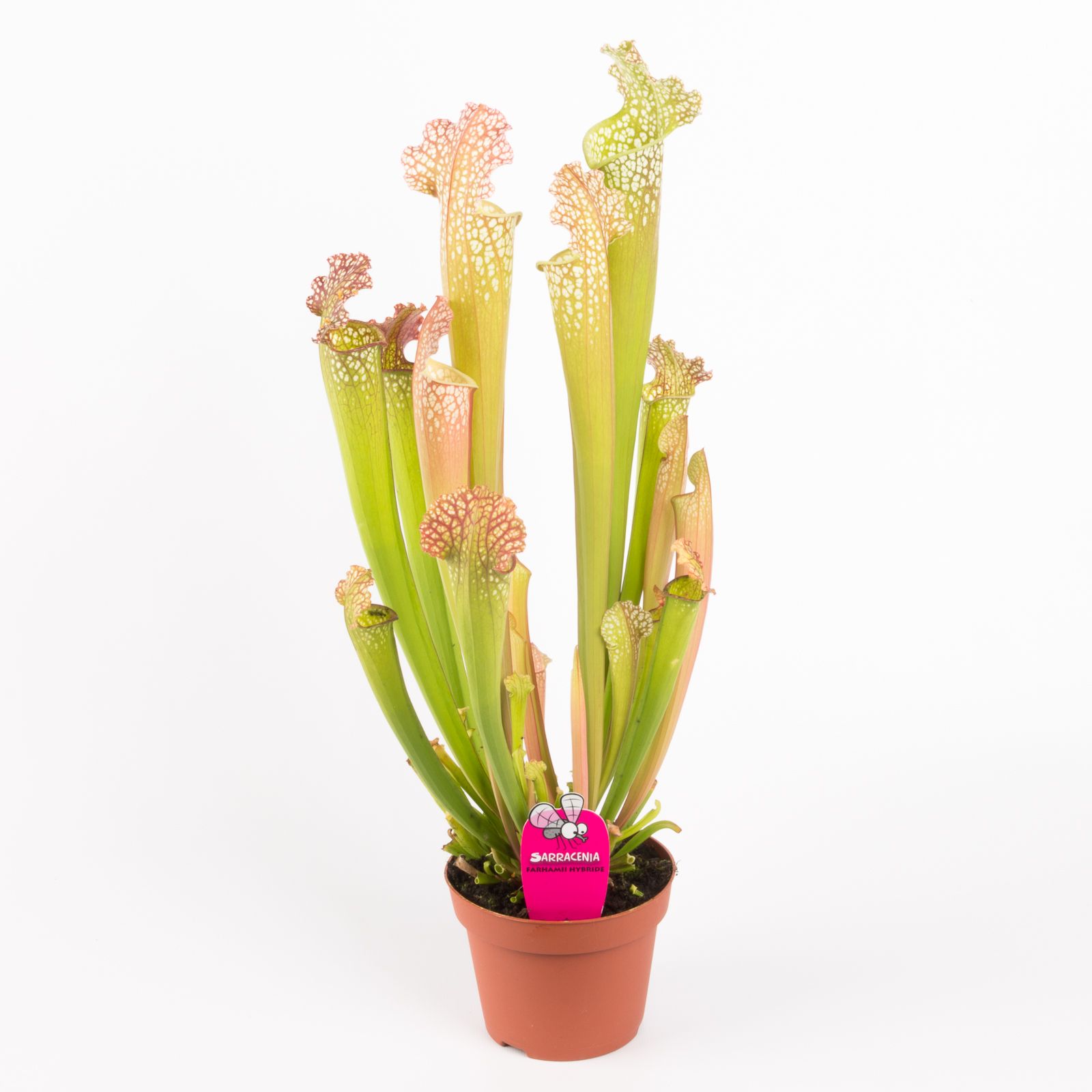 Sarracenia farnhamii hybride, D 12