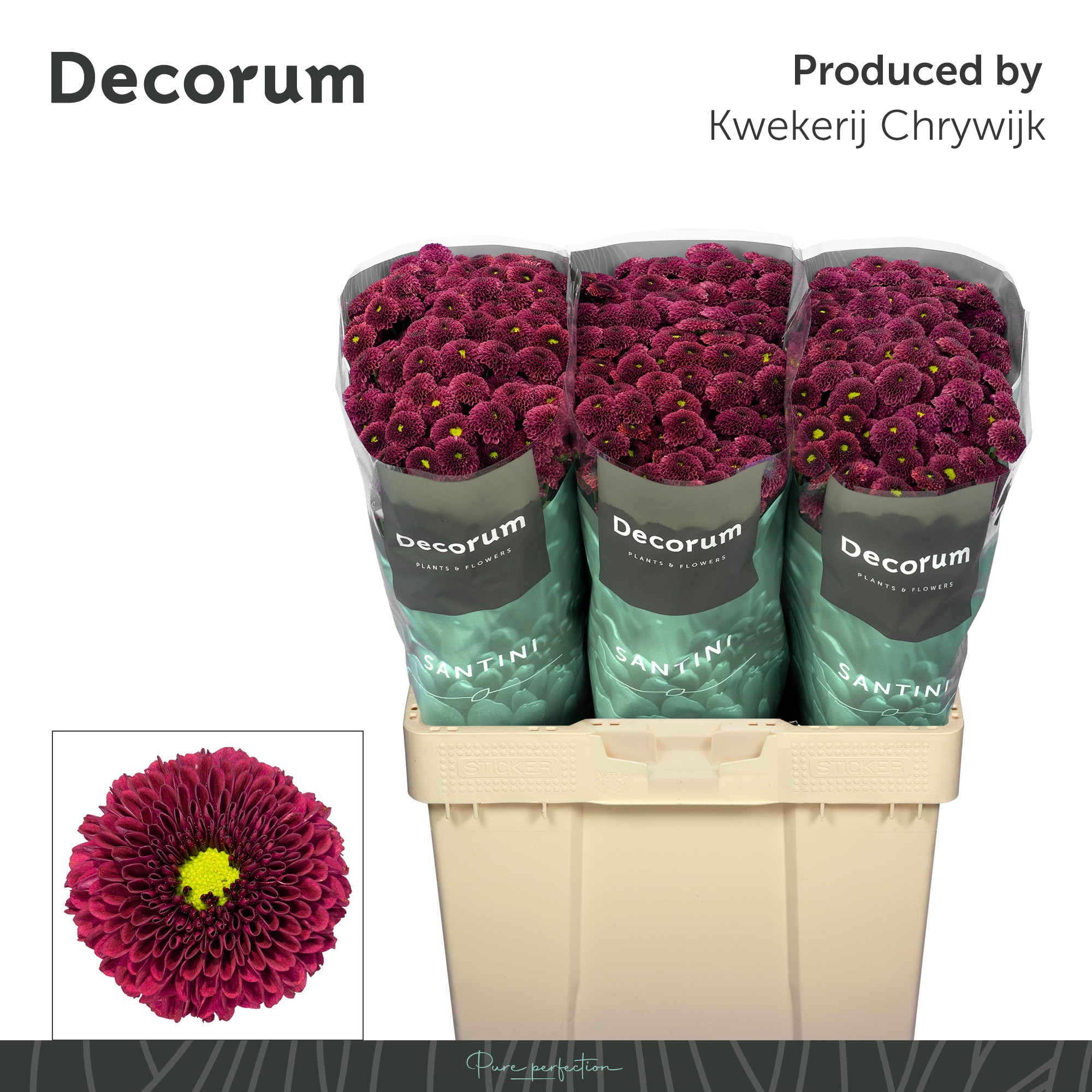 Сантини Пурпетта Рэд, шт.