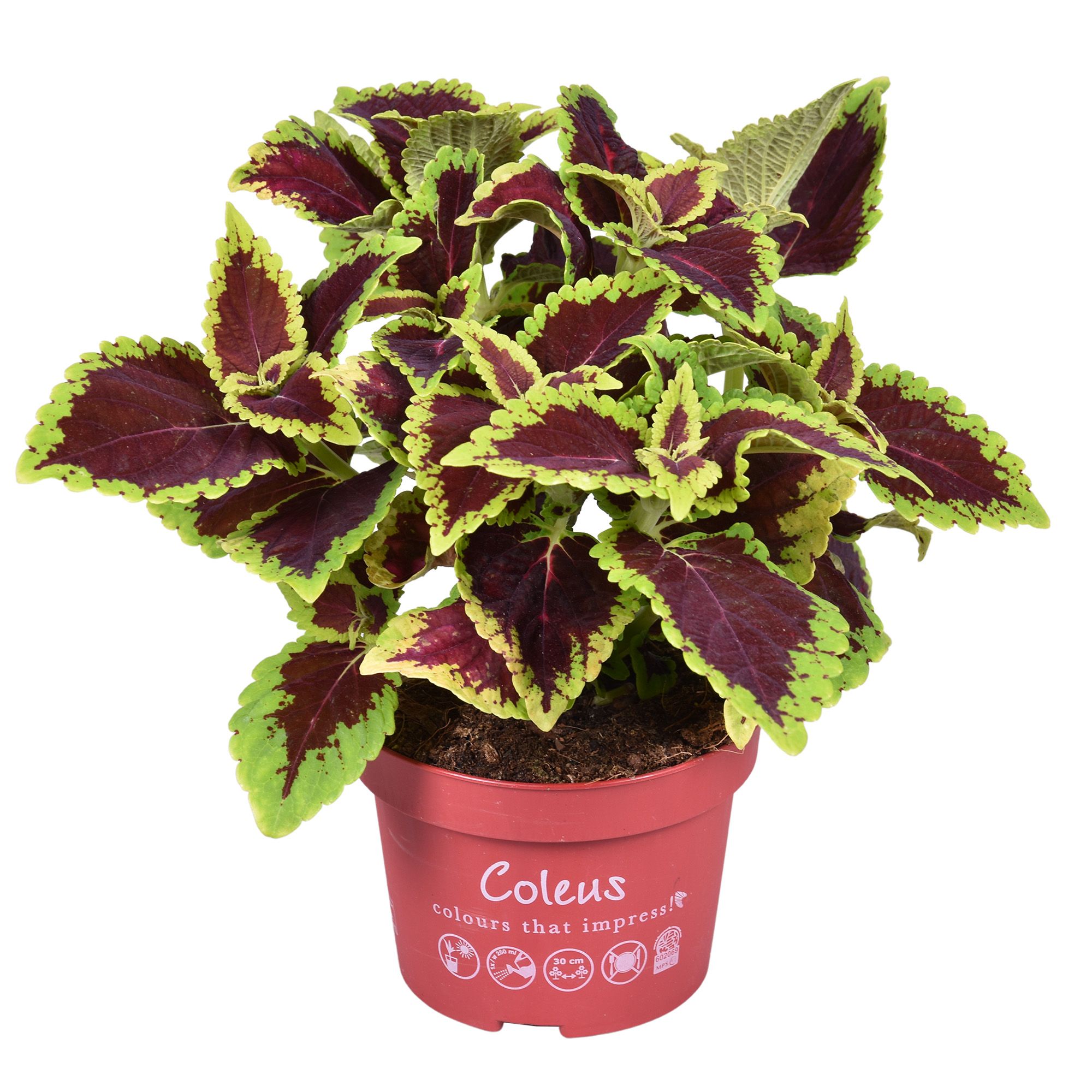 Coleus Main street Alligator Alley, D 13