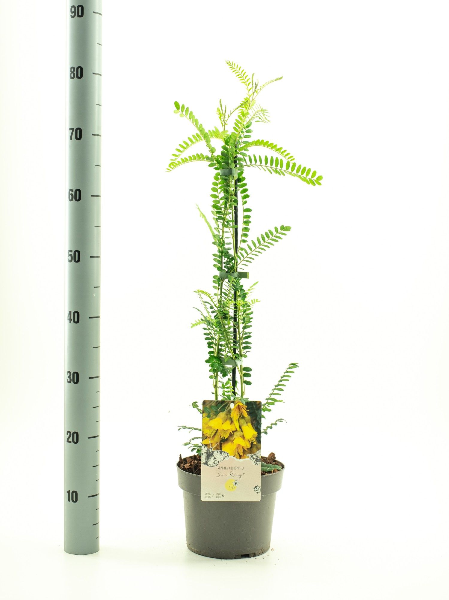 Sophora micr. 'Sun King' pbr, D 19