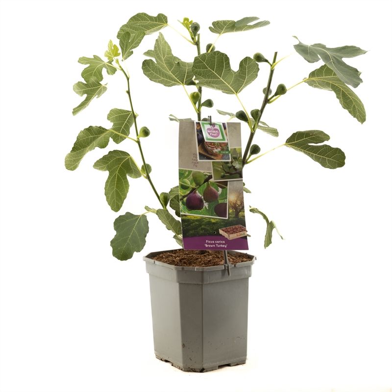 Ficus carica Brown Turkey P24 Paarse vijg, D 24