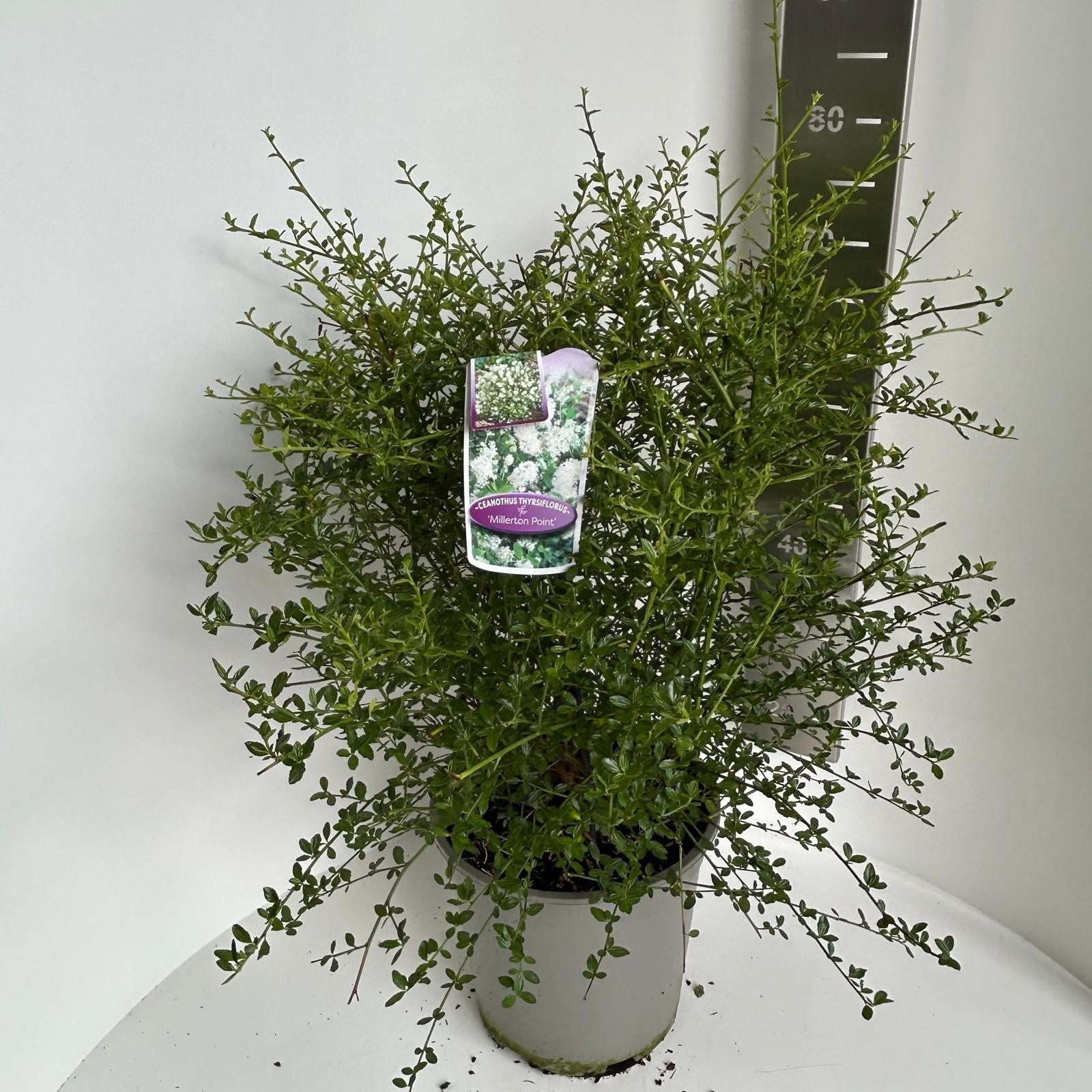 Ceanothus thyr. Millerton Point, D 27 cm