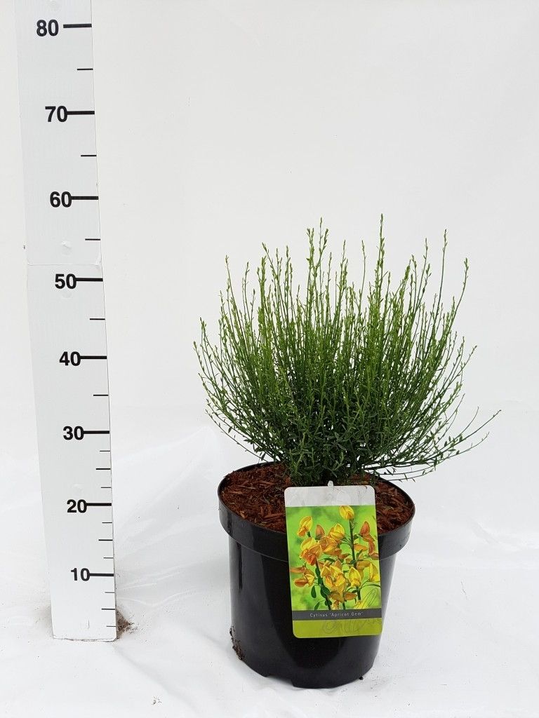 Cytisus Praecox Grp 'Apricot Gem', D 26