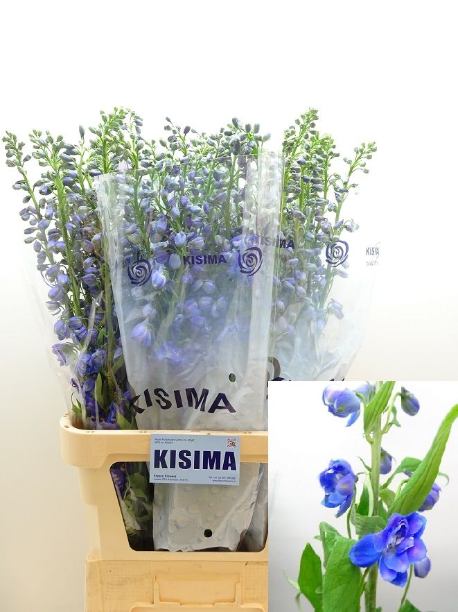 Дельфиниум дв. Гардиан Блю 100, шт.