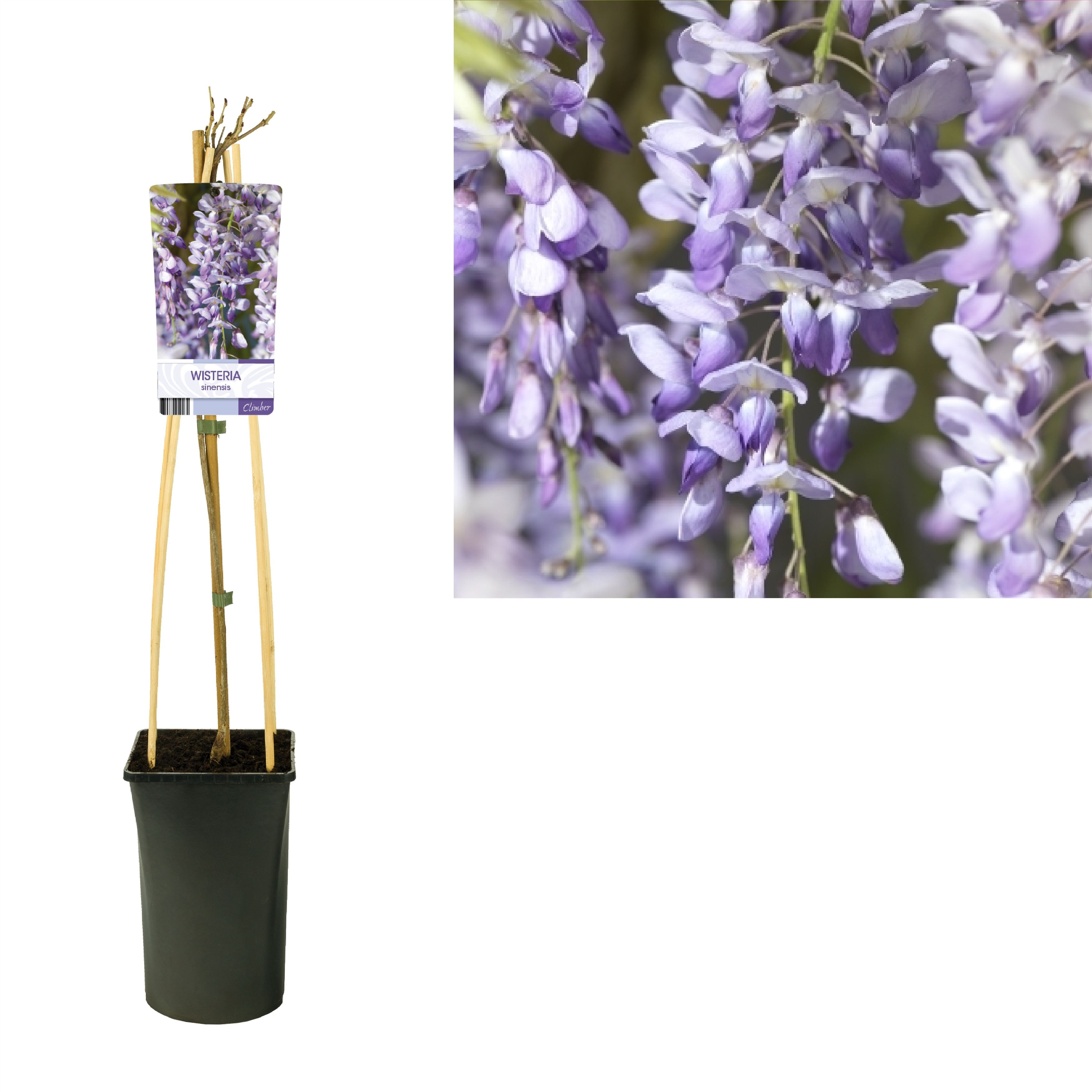 Wisteria sinensis +light label, D 17 cm