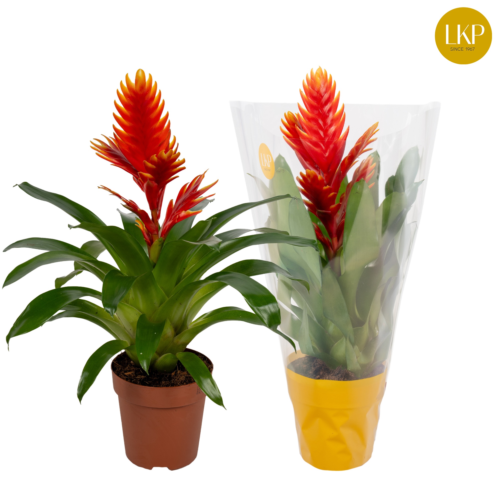 Vriesea Int Peach Oranje (Met Hoes), D 12