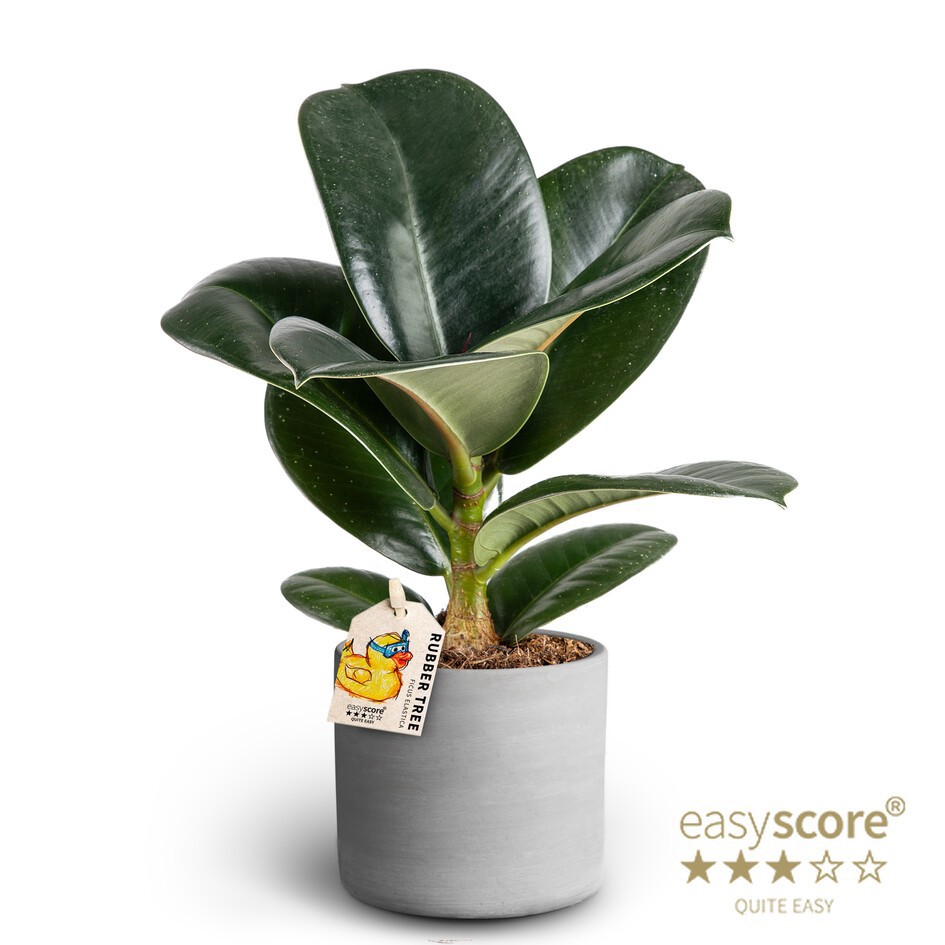 FICUS ELASTICA 40920654 Raw Grey Sofia, D 10
