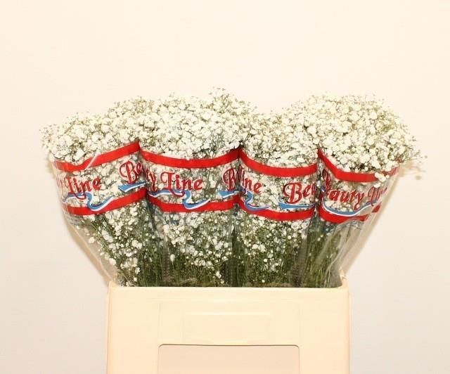 Гипсофила Экселенс 60, шт.