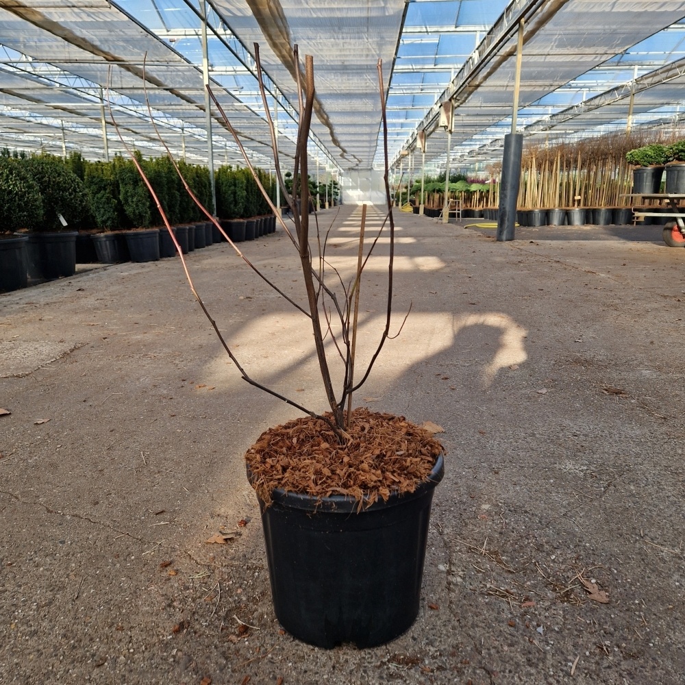 Cercis chinensis 'Avondale', D 28 cm