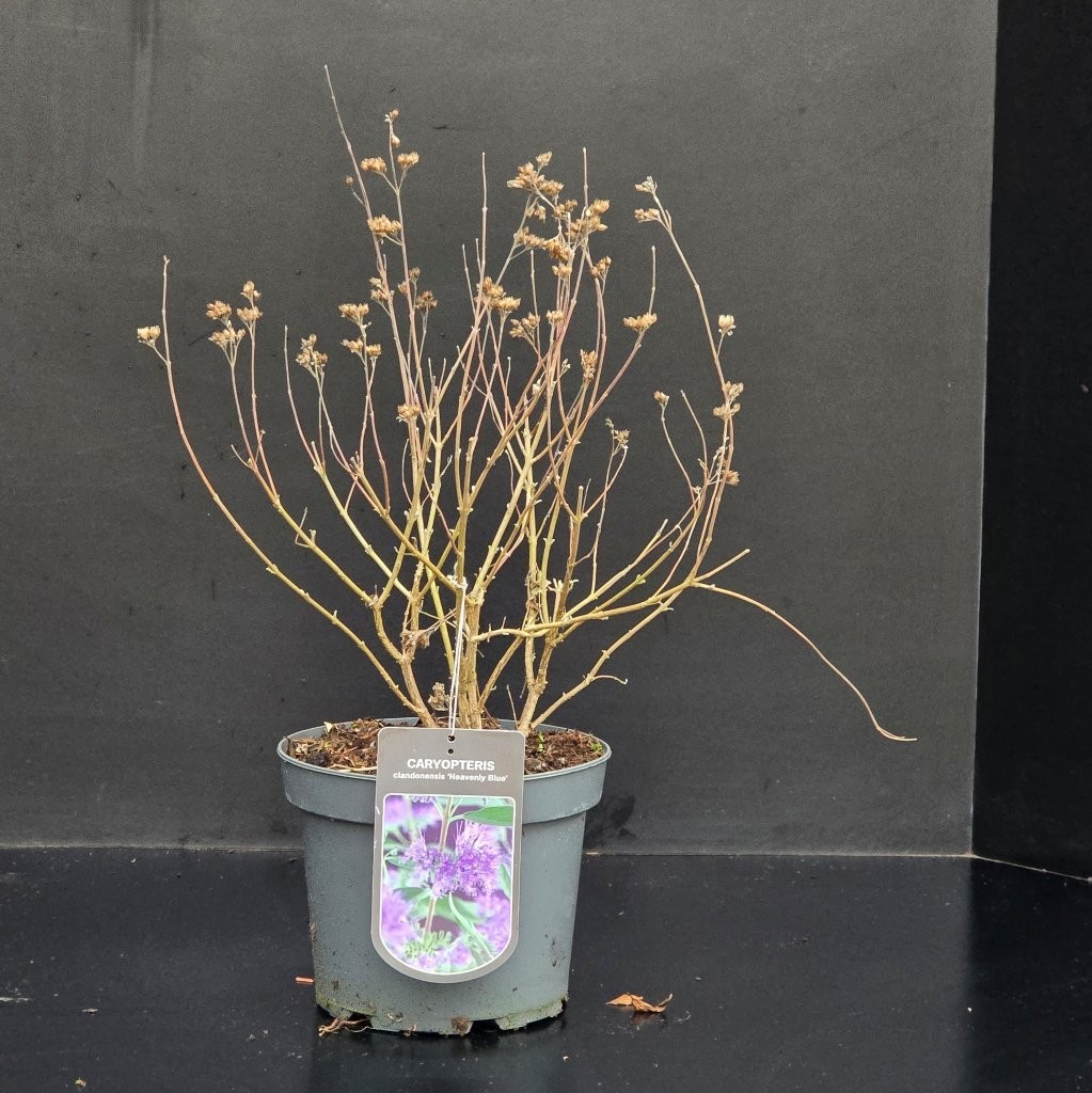 Caryopteris clandonensis Heavenly Blue, D 23