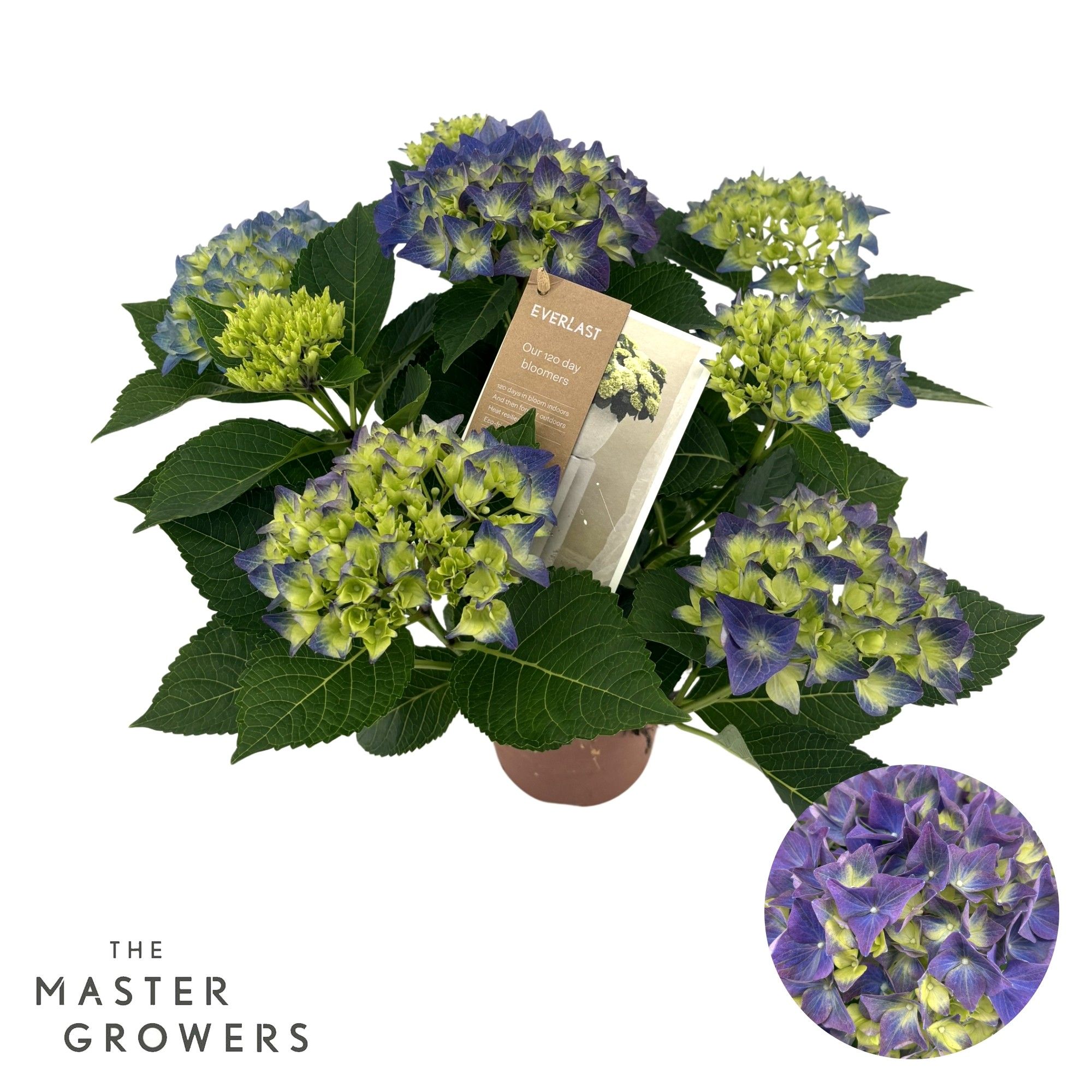 Hydrangea H Everlast blue 5 + Flowers, D 14