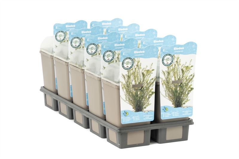 Zuurstofplanten plastic beker, D 11
