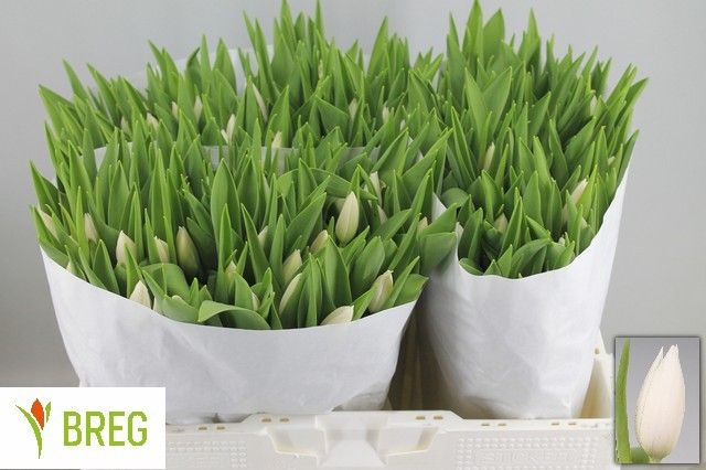 Тюльпан од. Инзель (бел.), шт. Тюльпан од. Инзель (бел.), шт.