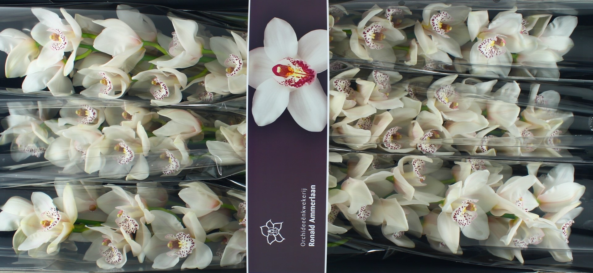 Цимбидиум Валента x6 80, шт.