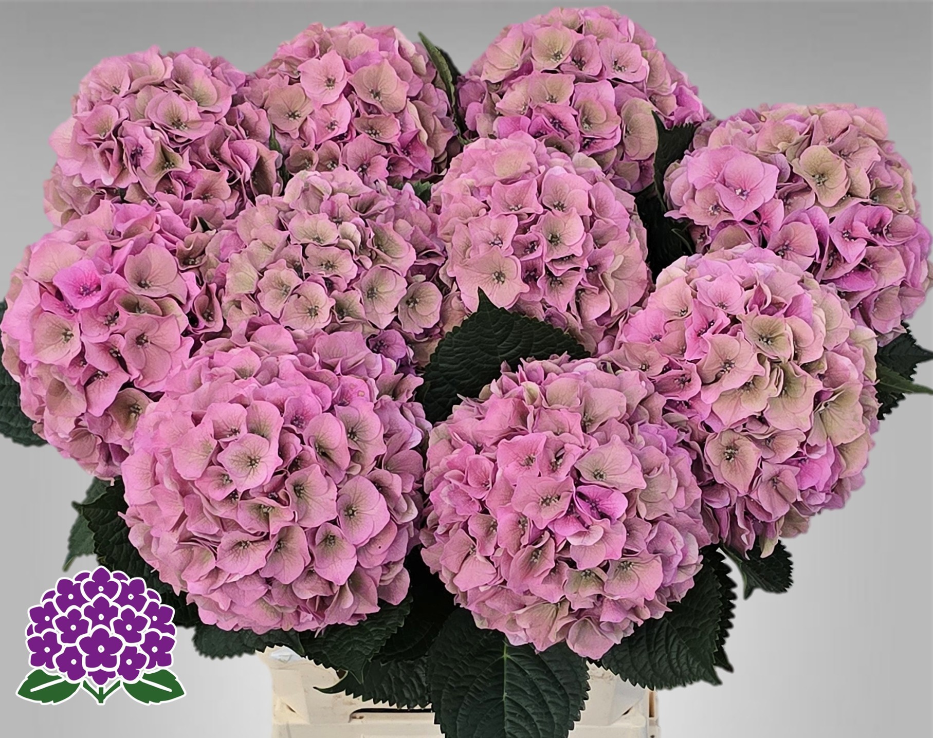 Гортензия Роял Пэлас Классик 50, шт.