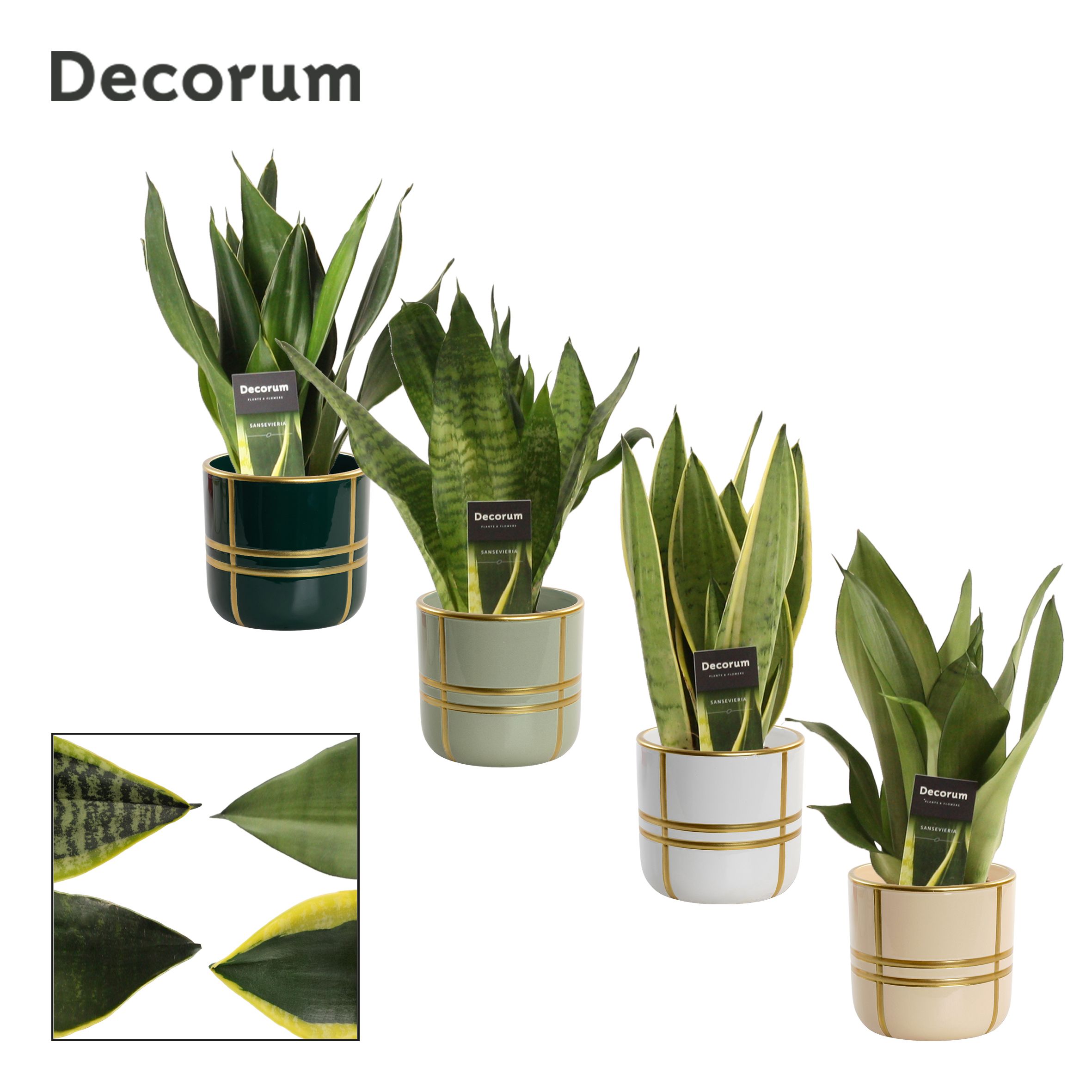 Sansevieria Super mix 12 cm in Lauri (Top blend-collection), D 12 cm Sansevieria Super mix 12 cm in Lauri (Top blend-collection), D 12 cm