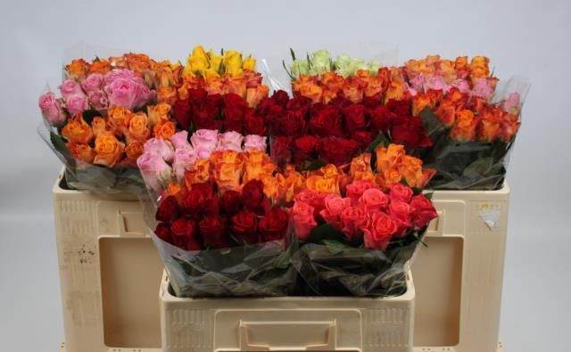 Роза од. KL Микс в баке 50, шт.