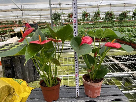 Антуриум 90 ред суккесс 9 27