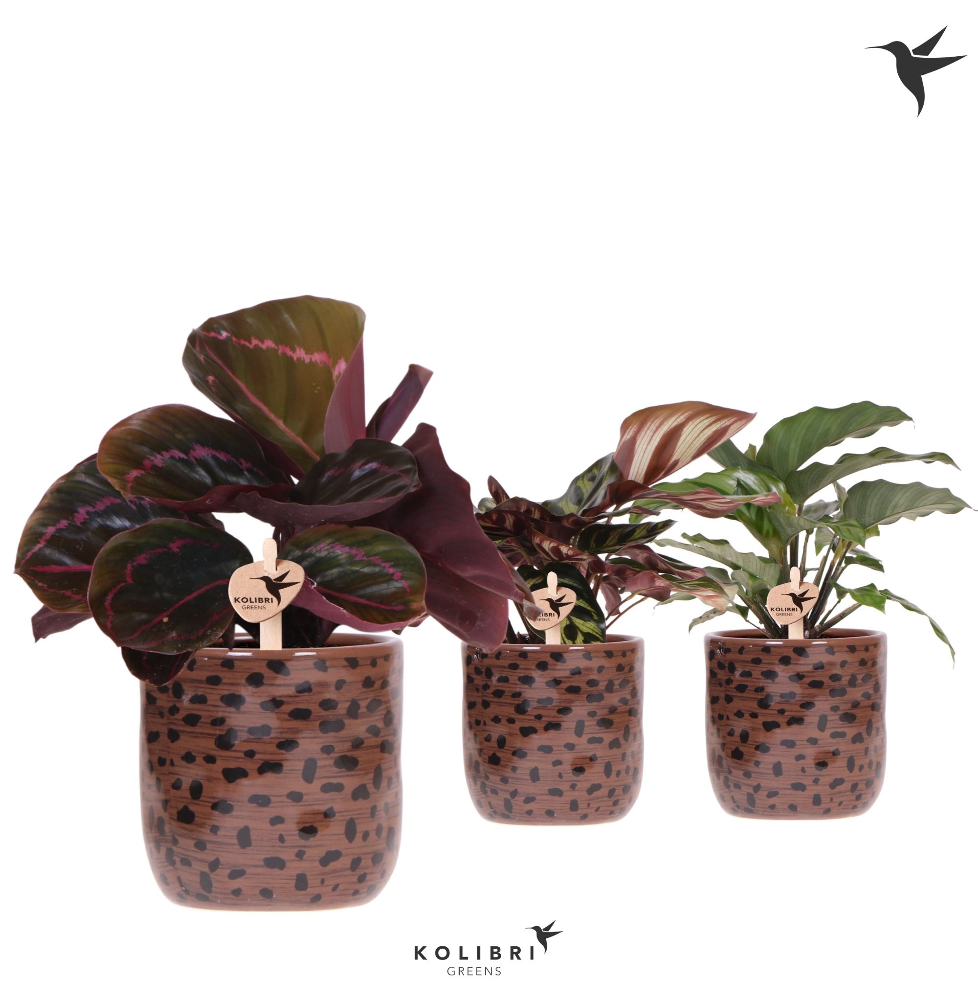 Kolibri Greens Calathea mix in Leopard pot, D 9