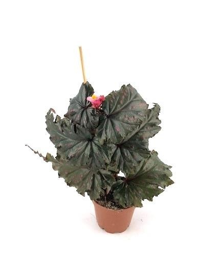 BEGONIA MACULATA 'Wings Sera', D 6 cm
