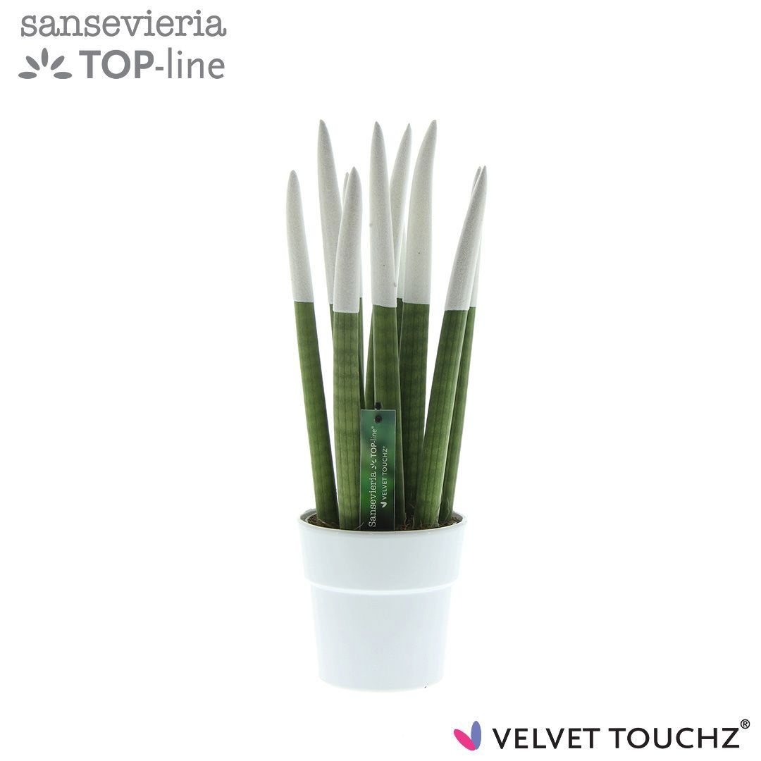 Sansevieria VELVET TOUCHZ® Wit in keramiek Edel, D 12