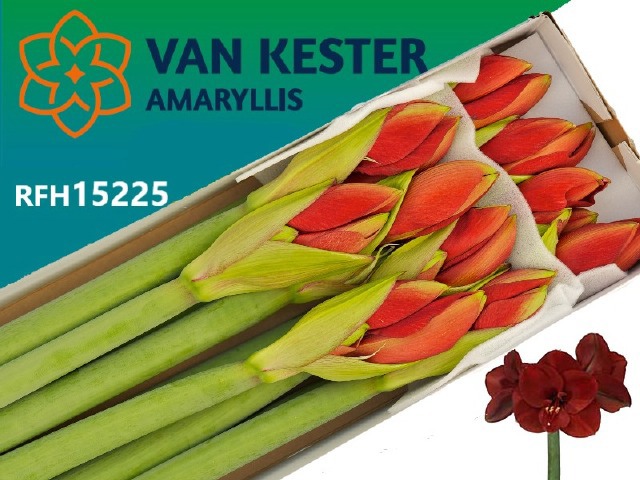 Амарилис Феррари (красн.) x10, шт.