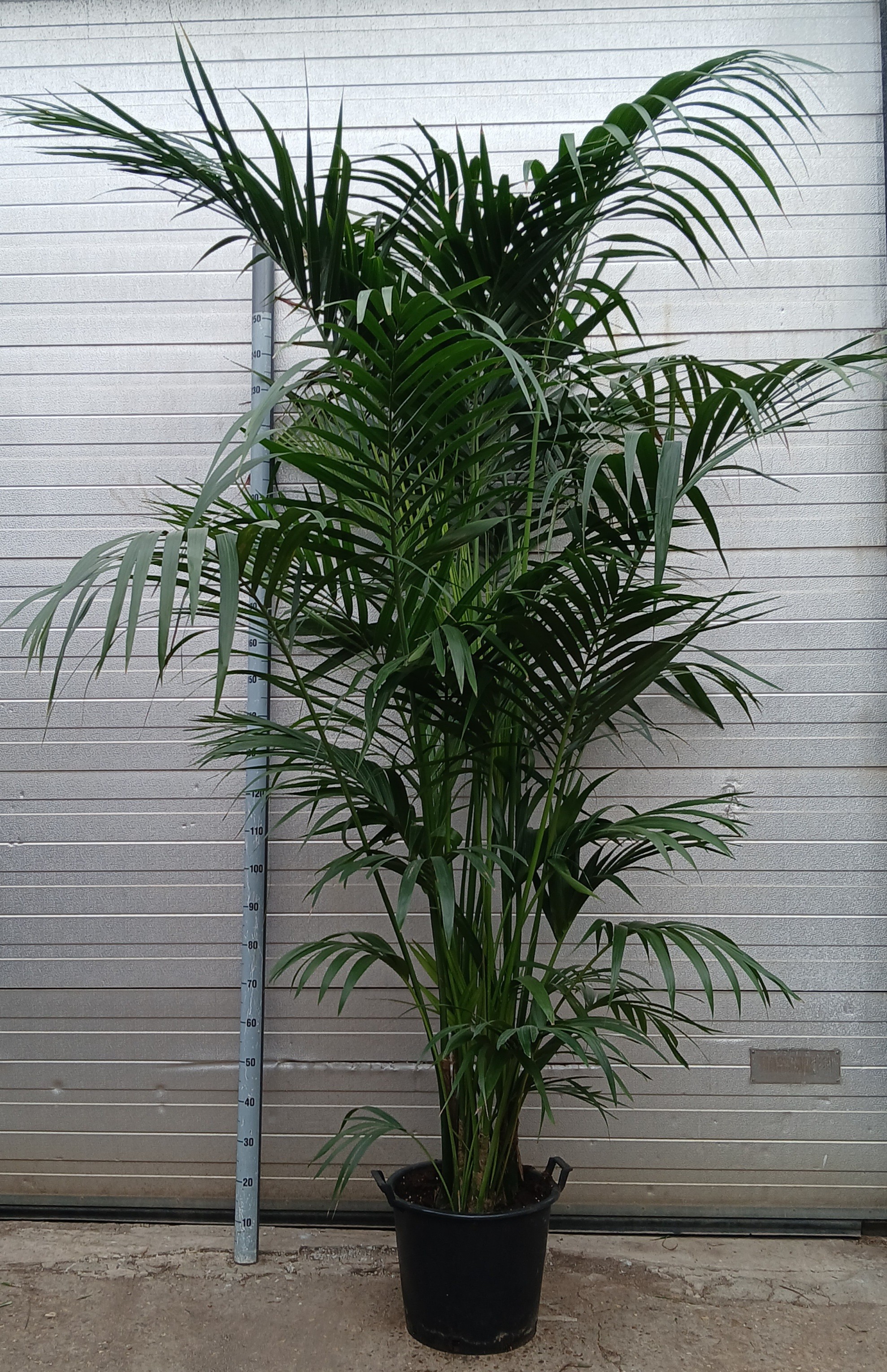 Howea forsteriana, D 34