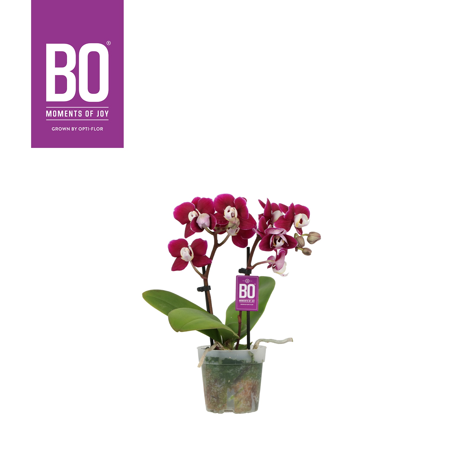 Sweety P7 BO Yara 2 spike, D 7 cm