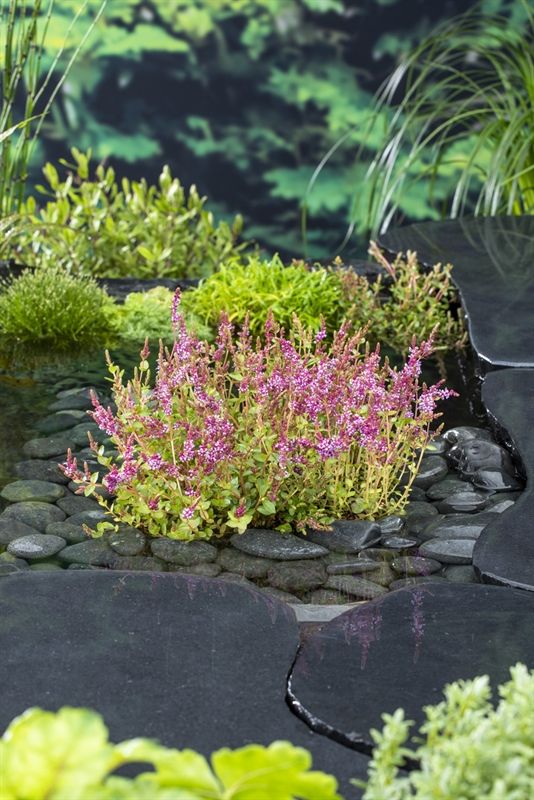 Rotala indica (11x11), D 11