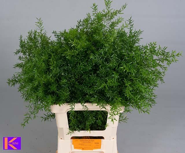 Аспарагус Квебе 65, шт.