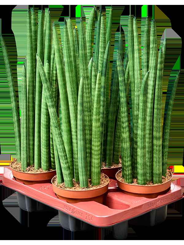 Sansevieria cylindrica 'Tower' 4/tray, D 15