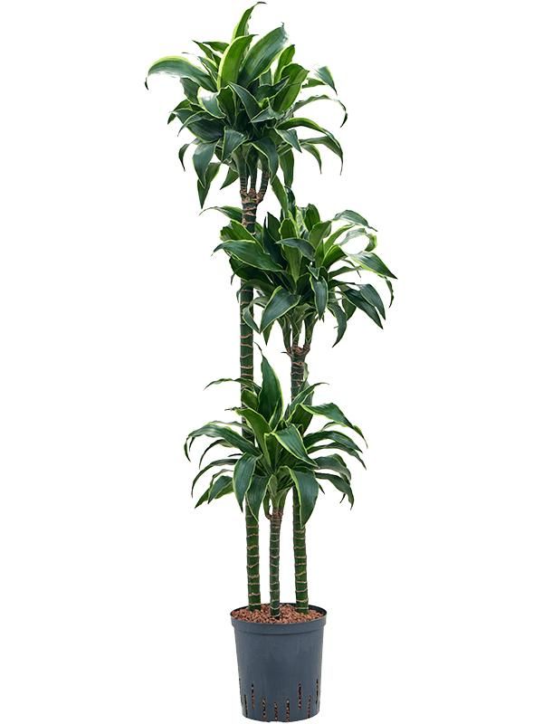 Dracaena fragrans 'Dorado', D 18