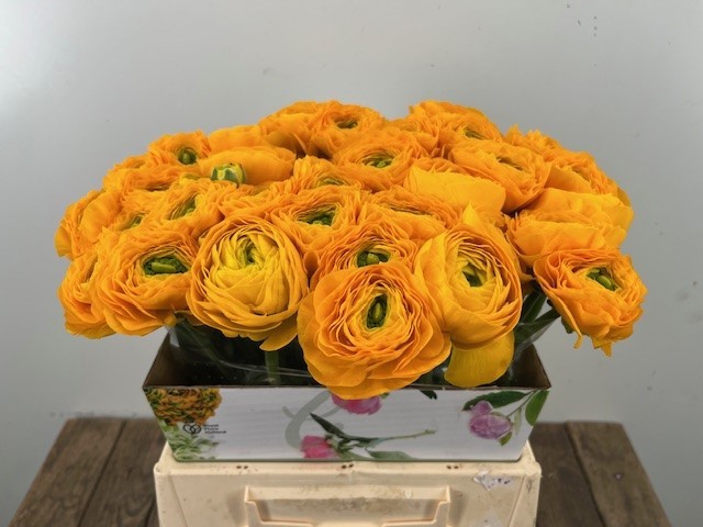 Ранункулус Саксесс Омега 45, шт.