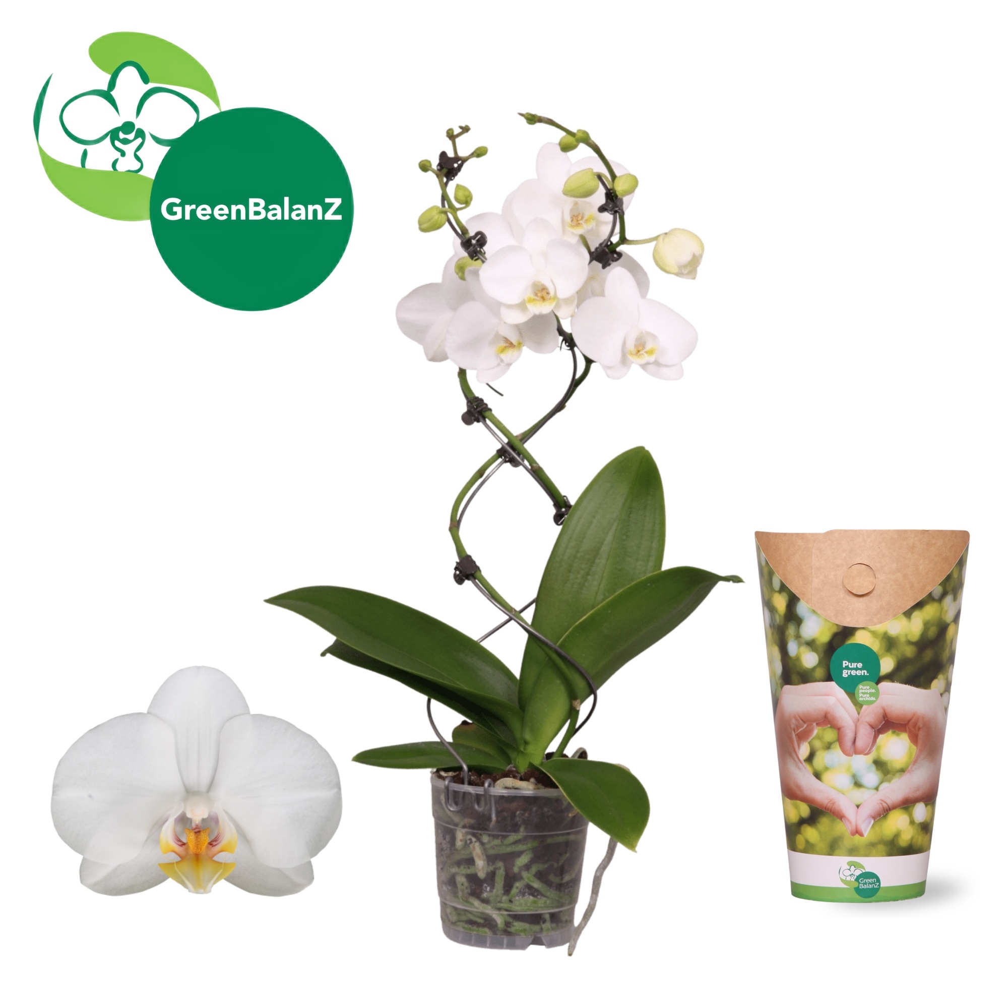 ShapeZ - TwisterZ Wit 2 tak 14+/50 in Potcover, D 12