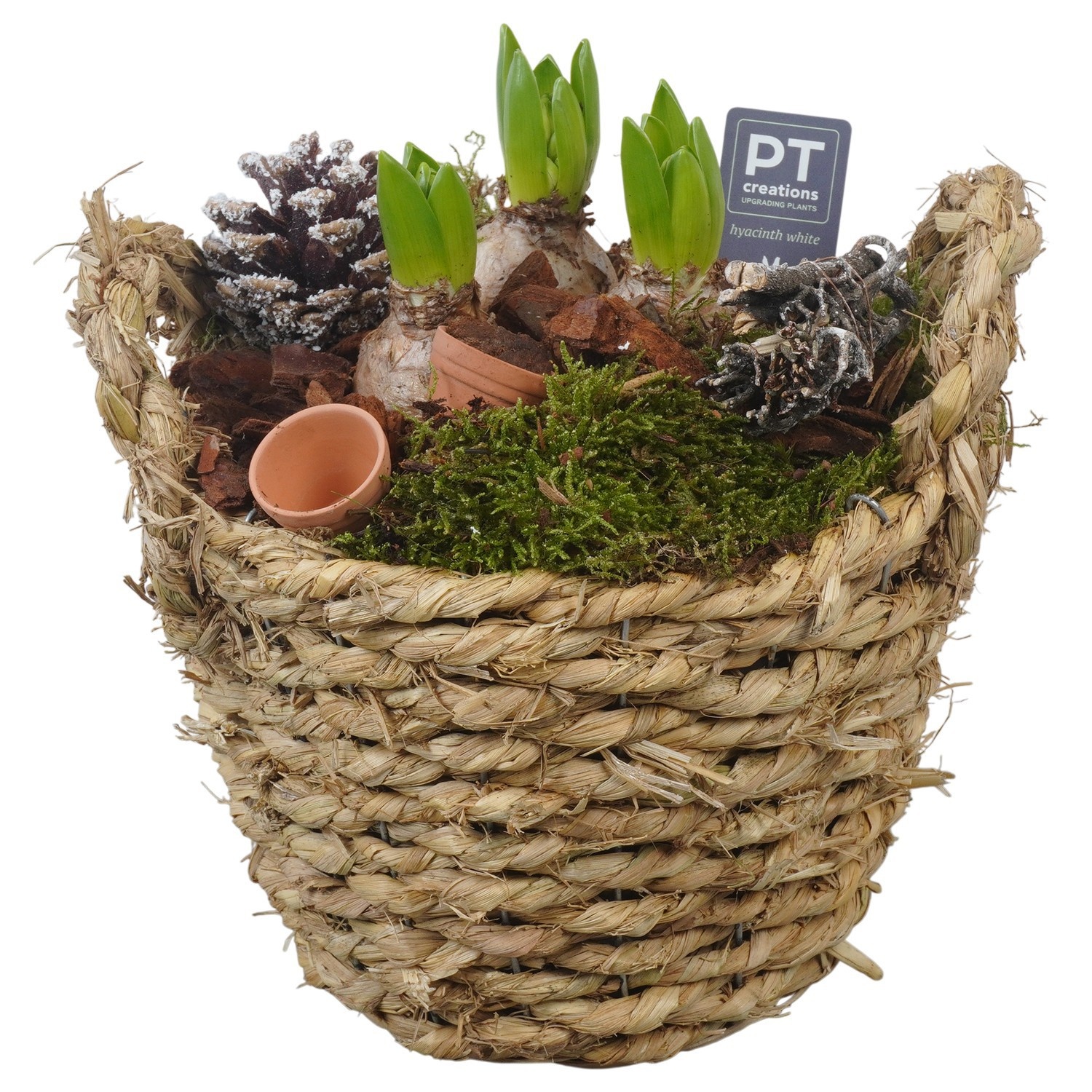 PTWH4020 Arrangement Winter Hyacint in rieten mand, D 22 cm