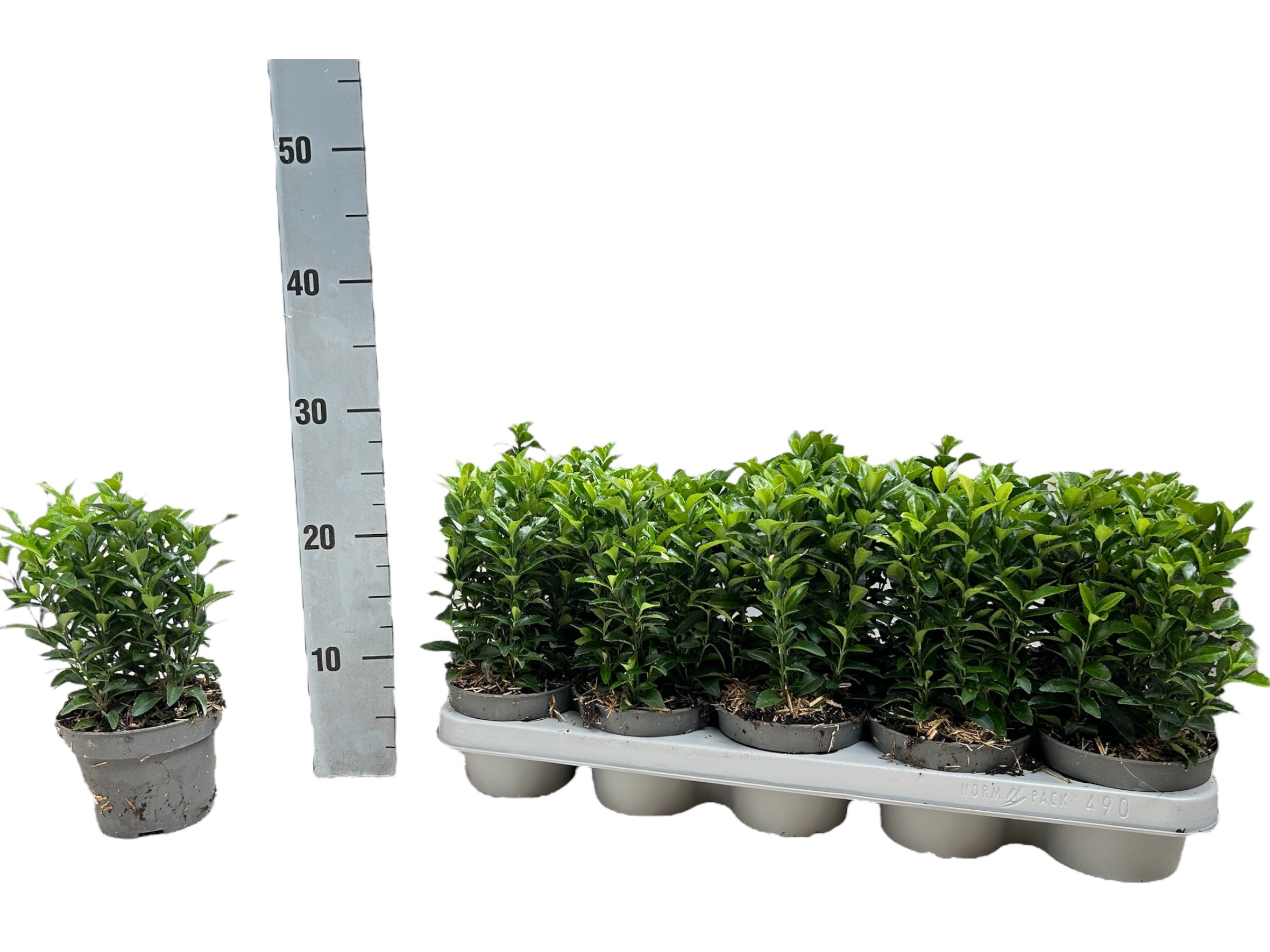 Euonymus japonicus 'Green Spire', D 12