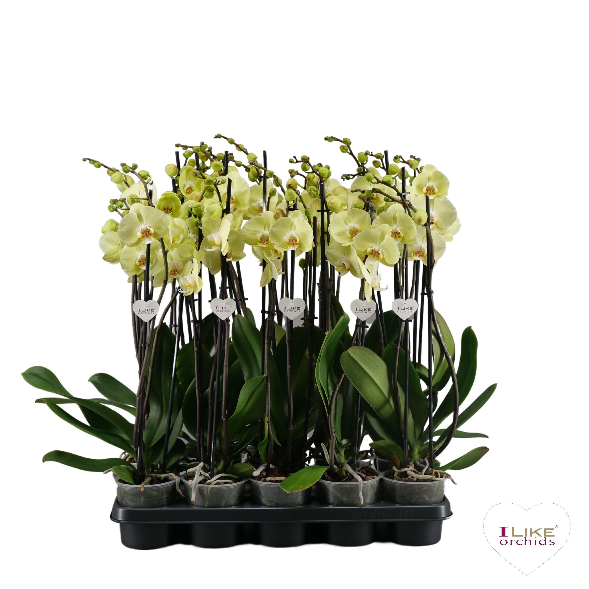 Phalaenopsis geel - 3 tak 80cm, D 12