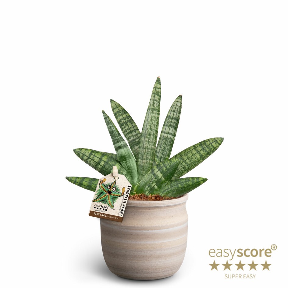 Maceta, Sansevieria Boncellensis, D 10