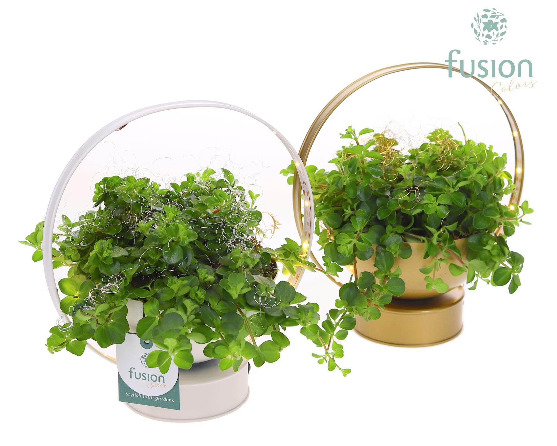 LED planter zink schaal met groene planten, D 20