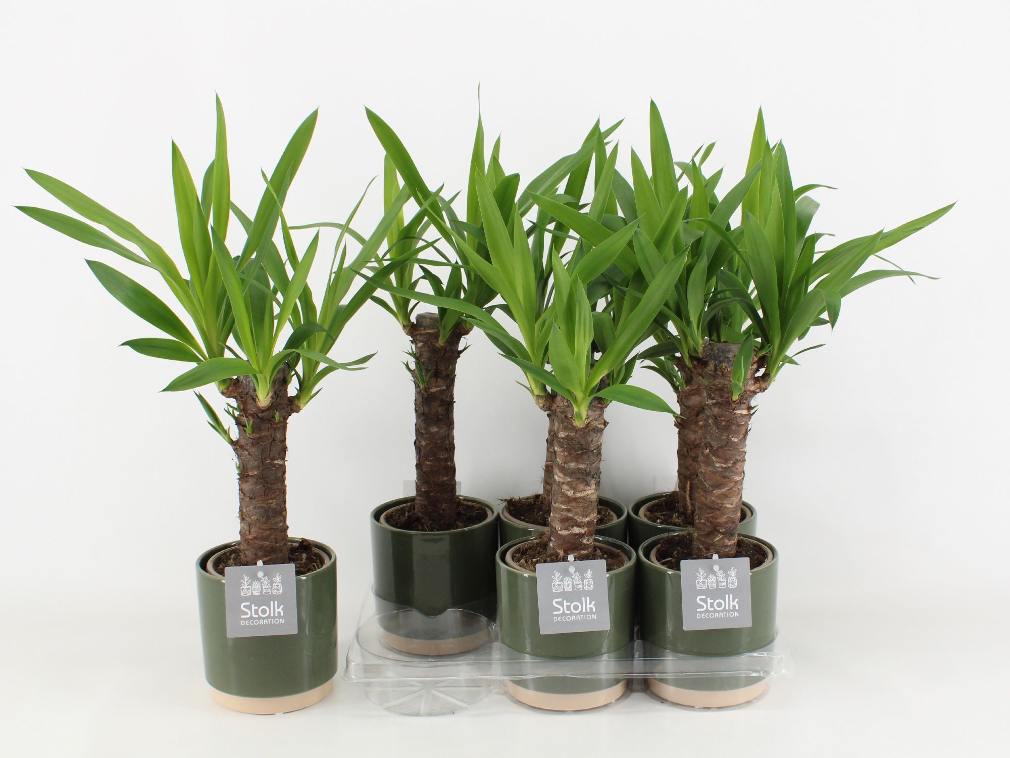 Yucca in Julia keramiek, D 13