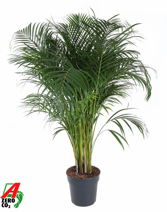 Dypsis Lutescens(Areca) P27, D 27 cm