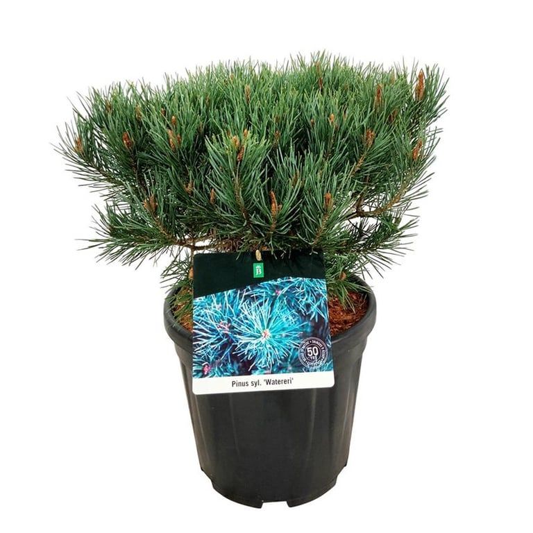Pinus sylv. 'Watereri', D 32