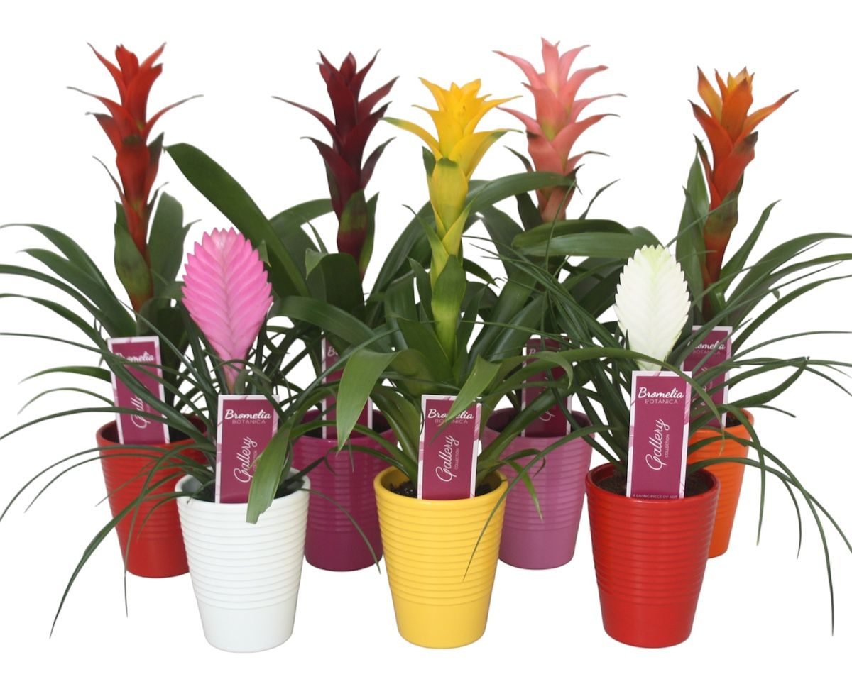 Bromelia gemengd in 5 kleuren ribbel keramiek, D 11