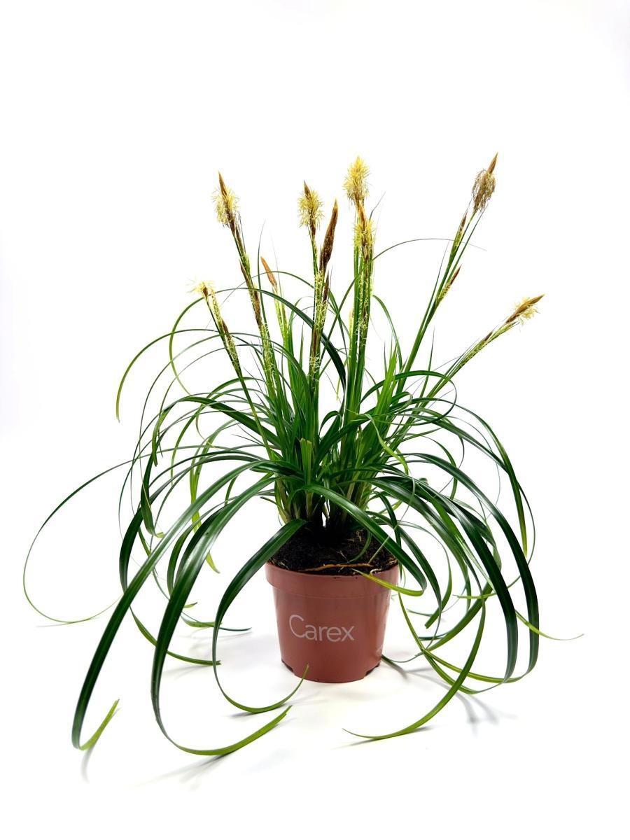 Carex Ribbon Falls, D 10,5