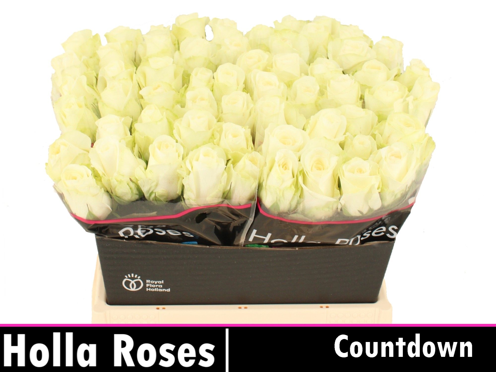 Роза од. Каунтдаун! 40, шт.