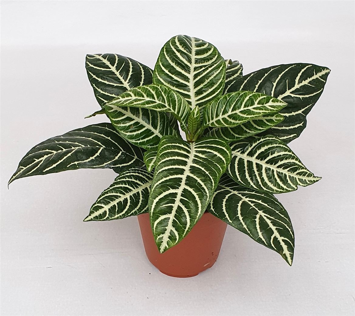 Aphelandra squarrosa 'Dania', D 12