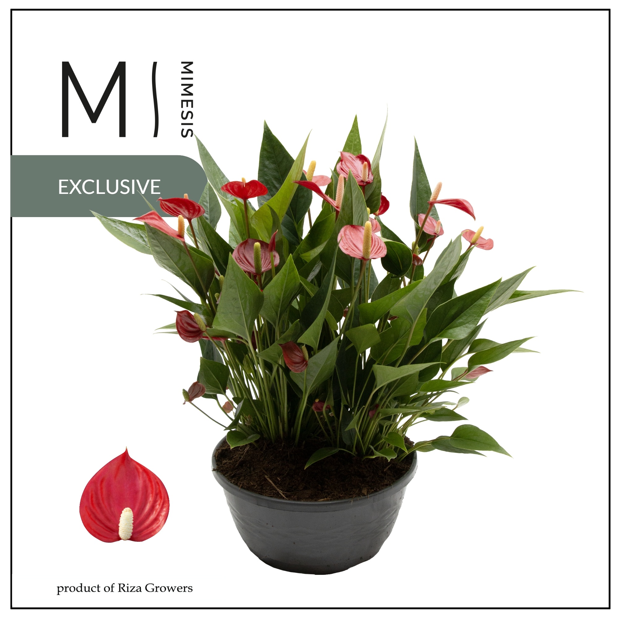 Mimesis Anthurium KARMA Million - 23cm Schaal, D 23