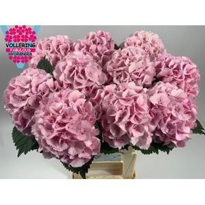 Гортензия Лоли Поп Пинк 60, шт.