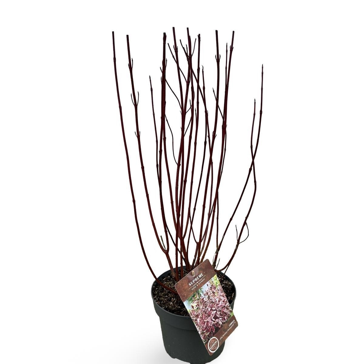 Cornus alba Miracle, D 21
