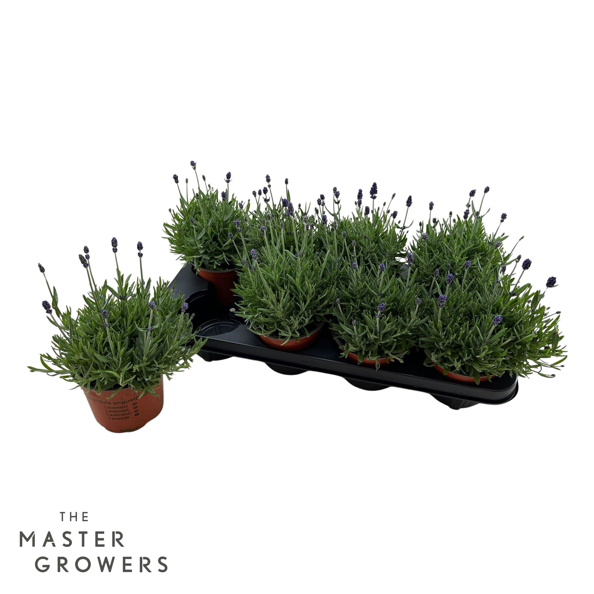 Lavandula Cleo-Patio, D 12